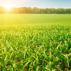 quy-trinh-ky-thuat-trong-cay-ngo-lai