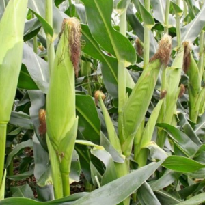 huong-dan-ky-thuat-trong-ngo-nep-nang-suat-cao