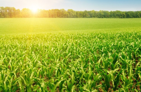 Quy trình kỹ thuật trồng cây ngô lai