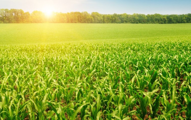 Quy trình kỹ thuật trồng cây ngô lai